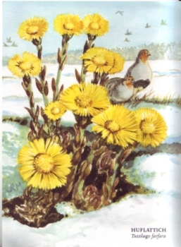 Podběl lékařský 19xx 95 004 D ** / ● - Flora